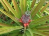 cimg4819-small